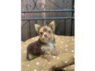 Yorkshire Terrier Puppy for sale in Montesano, WA, USA