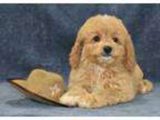Goldendoodle Puppy for sale in Sheridan, MI, USA