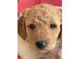 Goldendoodle Puppy for sale in New Smyrna Beach, FL, USA