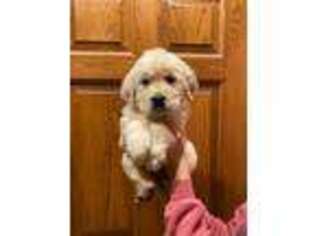 Mutt Puppy for sale in Sterling, OH, USA