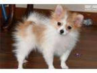 Pomeranian Puppy for sale in Sioux Falls, SD, USA