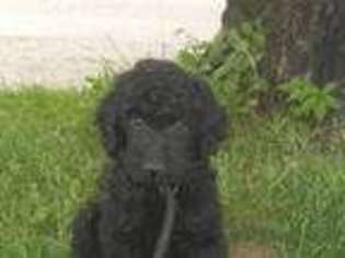 Goldendoodle Puppy for sale in Lexington, KY, USA