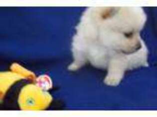 Schipperke Puppy for sale in Lansing, IA, USA