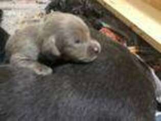 Labrador Retriever Puppy for sale in Denton, TX, USA