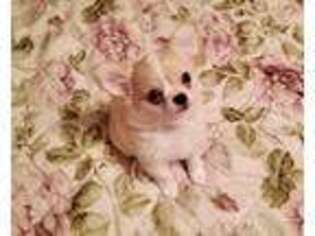 Chihuahua Puppy for sale in Crouse, NC, USA