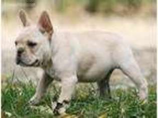 French Bulldog Puppy for sale in Jackson, MI, USA