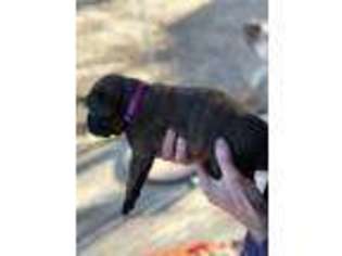Boxer Puppy for sale in Poteau, OK, USA