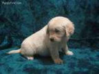 Golden Retriever Puppy for sale in Craigville, IN, USA
