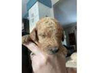 Goldendoodle Puppy for sale in Muskegon, MI, USA