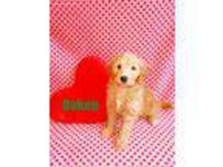 Goldendoodle Puppy for sale in Milton, KY, USA