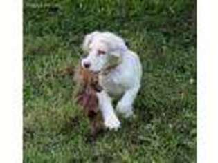 English Setter Puppy for sale in Winchester, KY, USA