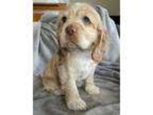 Cocker Spaniel Puppy for sale in Westborough, MA, USA