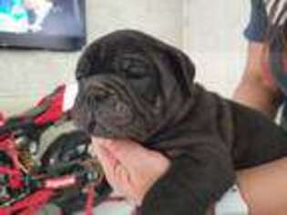 Olde English Bulldogge Puppy for sale in El Paso, TX, USA