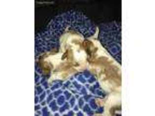 Cavalier King Charles Spaniel Puppy for sale in Wagoner, OK, USA