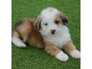 Tibetan Terrier Puppy for sale in Temecula, CA, USA