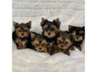 Yorkshire Terrier Puppy for sale in Elk River, MN, USA