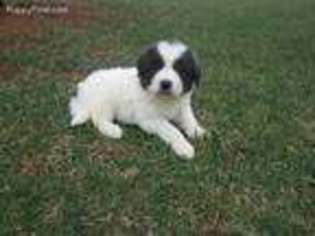 Great Pyrenees Puppy for sale in Huntley, IL, USA