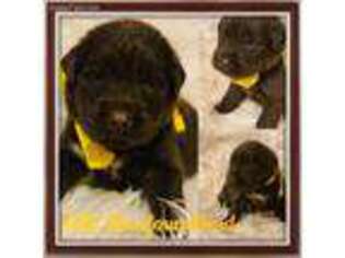 Newfoundland Puppy for sale in Dale, IN, USA