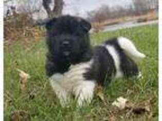 Akita Puppy for sale in Larsen, WI, USA