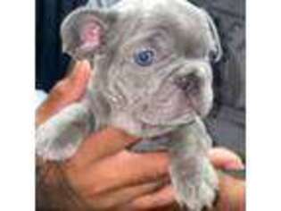 French Bulldog Puppy for sale in Fords, NJ, USA