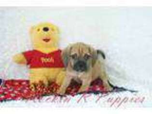 Puggle Puppy for sale in Pottersville, MO, USA