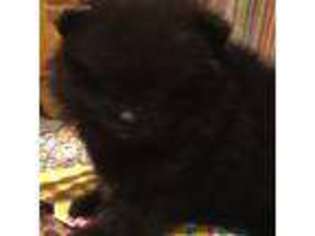 Pomeranian Puppy for sale in Duluth, GA, USA