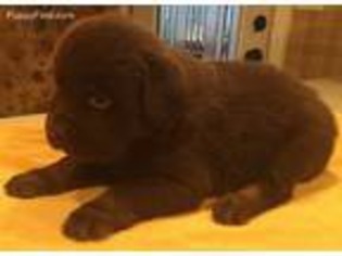 Newfoundland Puppy for sale in Galena, KS, USA