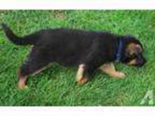 German Shepherd Dog Puppy for sale in NAVARRE, OH, USA