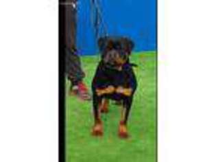 Rottweiler Puppy for sale in Okolona, AR, USA