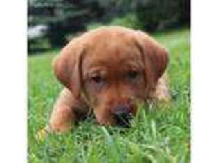 Labrador Retriever Puppy for sale in Paynesville, MN, USA