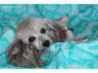 Mutt Puppy for sale in Gray, LA, USA