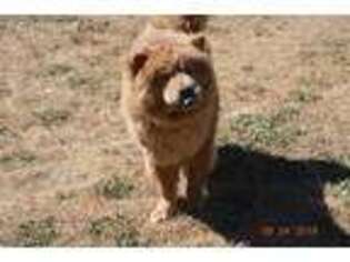 Chow Chow Puppy for sale in Azalea, OR, USA