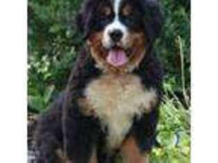 Bernese Mountain Dog Puppy for sale in Mill Hall, PA, USA