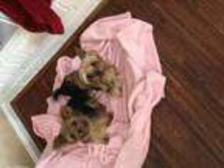 Yorkshire Terrier Puppy for sale in Williamsburg, OH, USA