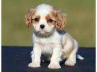 Cavalier King Charles Spaniel Puppy for sale in Montgomery, IN, USA