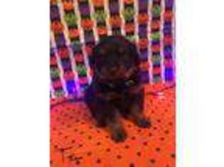 Rottweiler Puppy for sale in Hondo, TX, USA