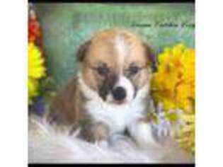 Pembroke Welsh Corgi Puppy for sale in Wittmann, AZ, USA