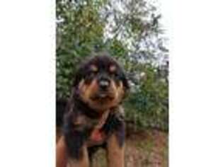 Rottweiler Puppy for sale in Tyler, TX, USA