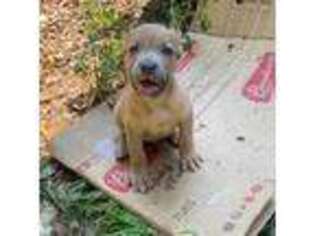 Cane Corso Puppy for sale in Fayetteville, GA, USA
