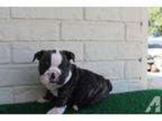 Bulldog Puppy for sale in GRAND PRAIRIE, TX, USA