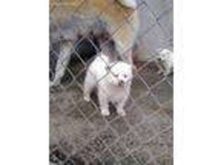 Akita Puppy for sale in Norwalk, CA, USA