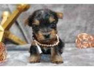 Yorkshire Terrier Puppy for sale in Tome, NM, USA