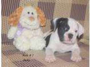 Olde English Bulldogge Puppy for sale in COLT, AR, USA