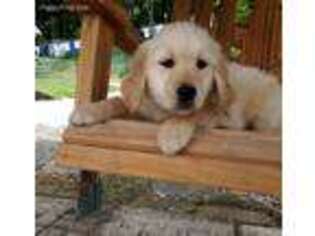 Golden Retriever Puppy for sale in Middleburg, PA, USA