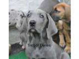 Great Dane Puppy for sale in Good Hope, GA, USA