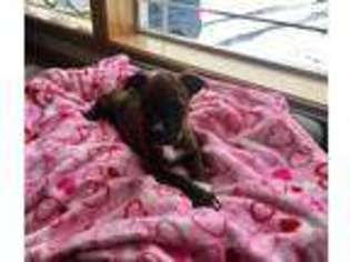 American Staffordshire Terrier Puppy for sale in Newman Lake, WA, USA
