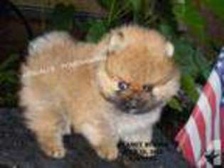 Pomeranian Puppy for sale in TRENTON, NC, USA