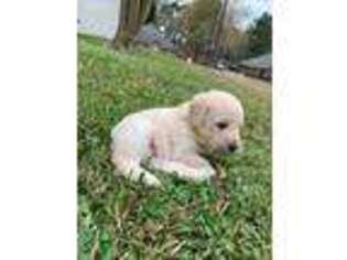 Labradoodle Puppy for sale in Tyler, TX, USA