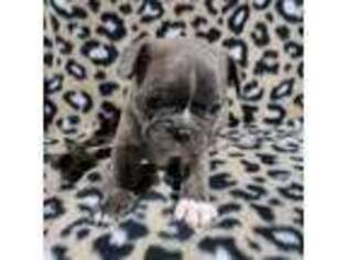 French Bulldog Puppy for sale in Hugo, CO, USA