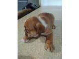 Bulldog Puppy for sale in Oberlin, OH, USA